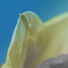 Minimalist Daffodil (series) by Eric Williams