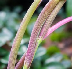 Seed-heads (series) Acidanthera by Lucy Allum
