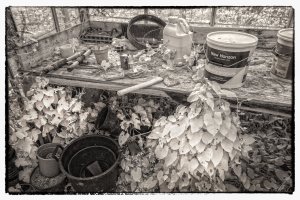 'The Old Greenhouse' series by Clive Haynes