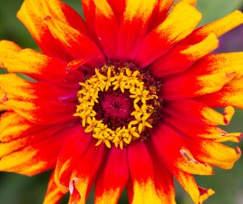 Floral Burst (series) by Tineke Morgan